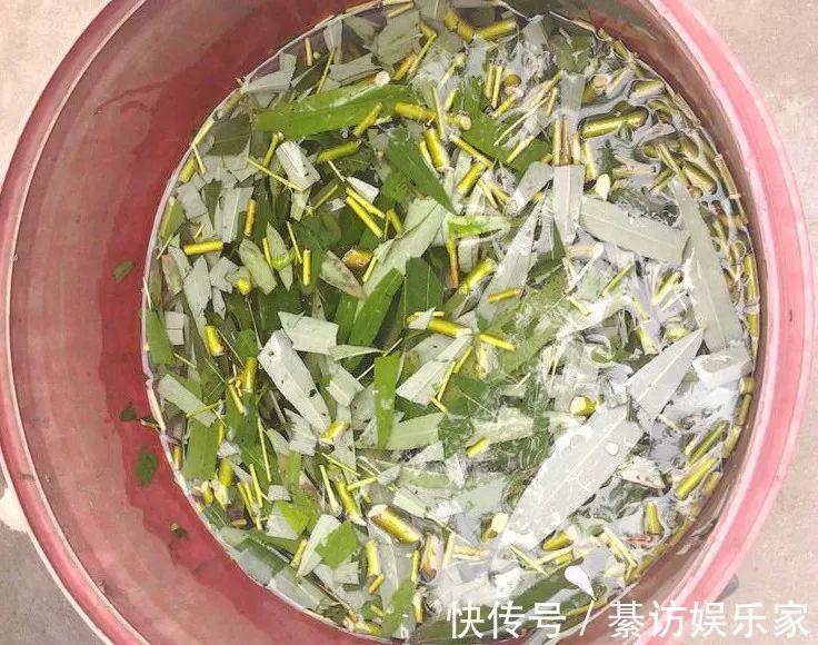 自制养花杀菌水，7天浇一勺，花不生虫不烂根