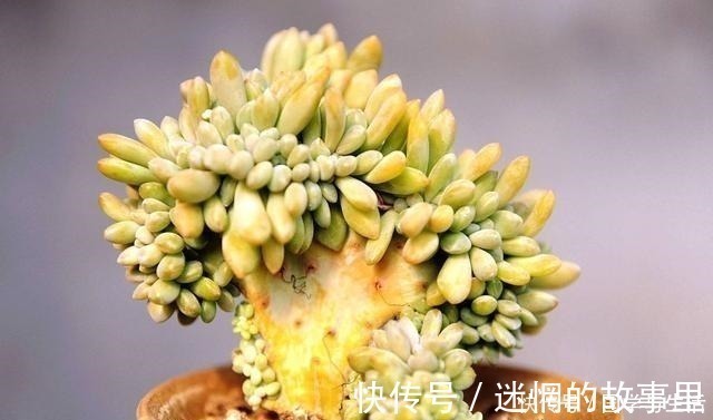 多肉植物有1个“症状”,说明需要施肥或者换盆,否则等着僵苗吧!
