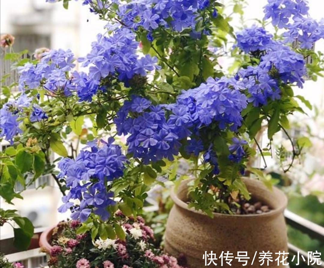 扦插|6种漂亮的花,秋天扦插生根快,来年就能开花