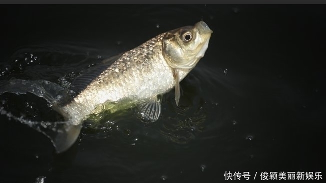 浮漂|野钓发现3种信号,说明“大家伙”来了,万万不要胡乱提竿