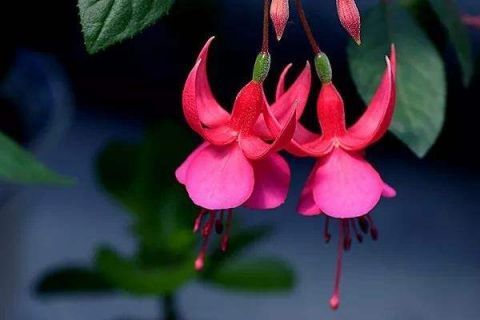 这5种花“最难养” 老手养不好,新手不敢碰