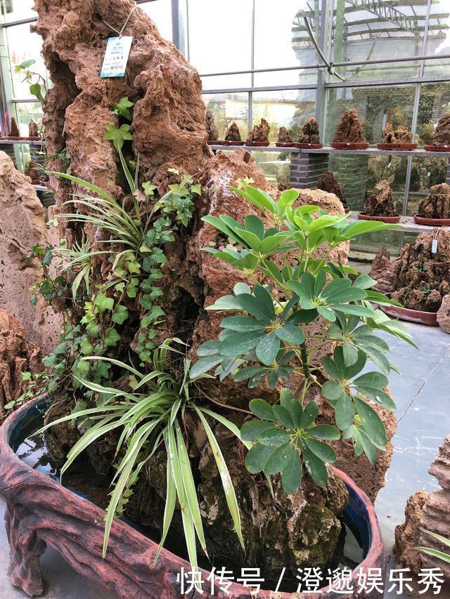 100块买个吸水石,15元买棵吊兰栽上面,养2年拿到市场能卖4000