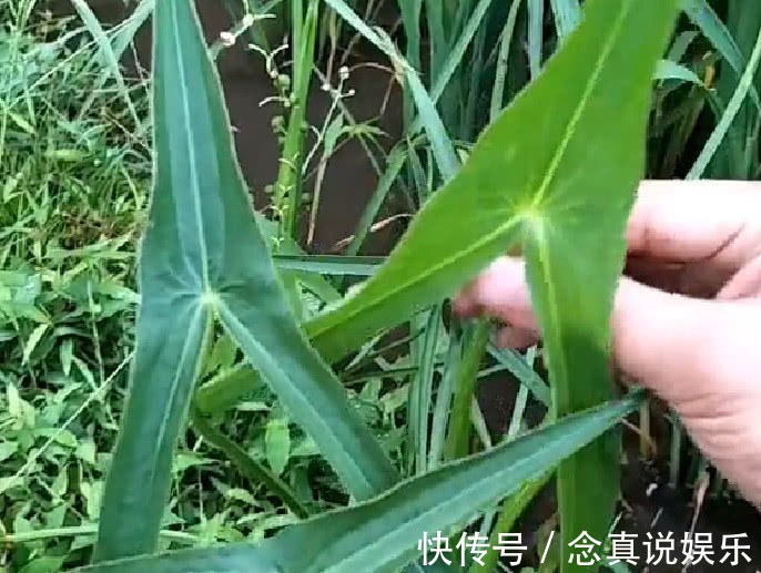 三脚|在农田里非常多,农民都非常讨厌的这种野草,却是一种不错的草药