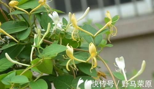 解药|它是尼古丁的天然“解药”,老烟枪常吃, 清肺润肺,肺病不来扰