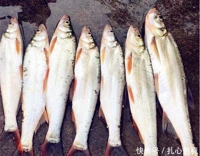 野钓最“狠”的几种动物,看完钓友遭遇才明白,没碰见太幸运啦