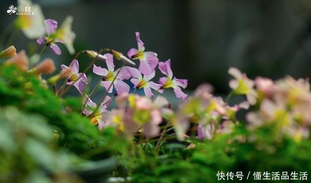  阳台最值得养的一种花，花期半年花朵艳丽，几乎每个人都种过！