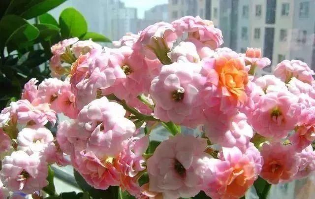 最适合家人养的四种花,健康长寿又养心!