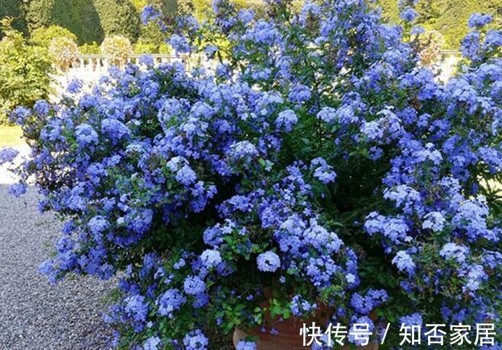 养花试试这几款,花开量大,轻松开成一片粉色的花瀑布