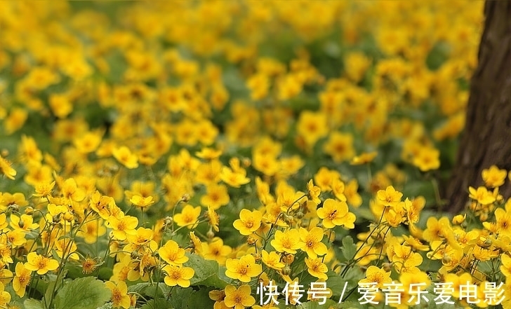 1月份以后，财运和桃花运都会很旺的3大生肖