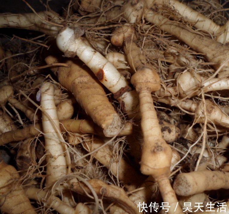 入药|农村常见的野生植物，农村娃视其为零食，殊不知可以入药