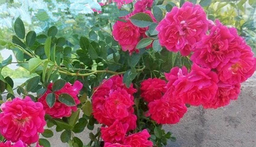 此花比啥花都香,沾土就活,花开大半年,家养一盆香味十足