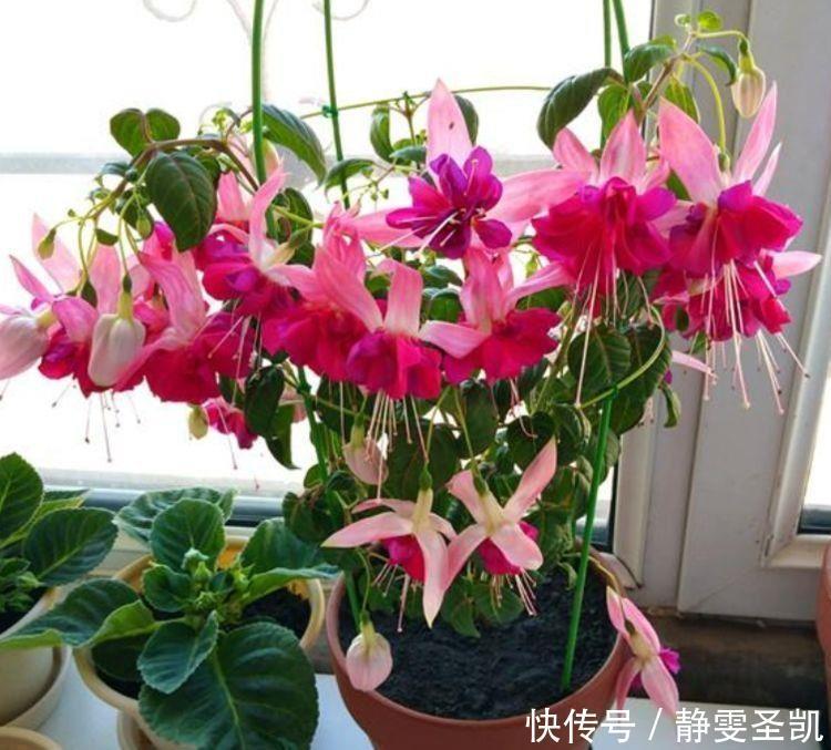 月季|4种花高贵优雅,看了就让人沉醉,好养漂亮,一开花就停不下来