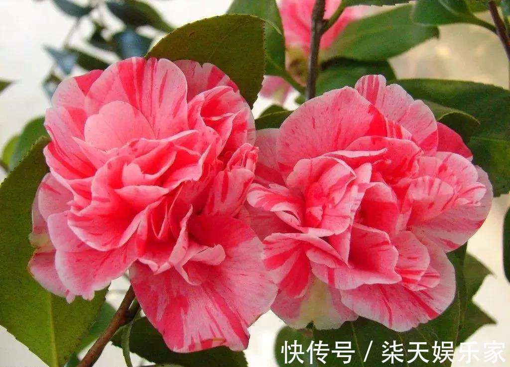 花友|花谢后做这一步,3天窜8个芽,一个月就爆盆!