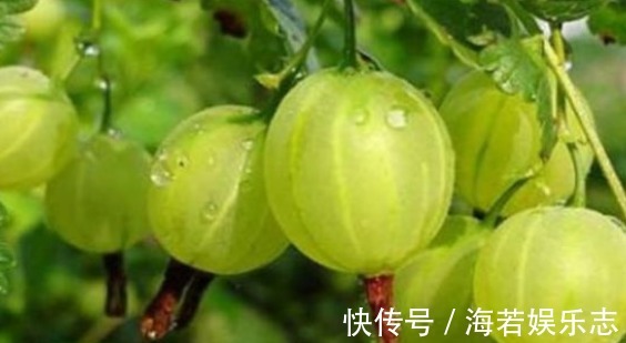 透翅蛾|灯笼果预防三高、养血养颜,农民教你种植技巧收获优质高产!