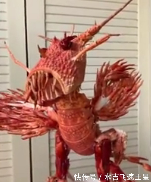 手办|网友用龙虾壳制作手办,不过这不是铠甲勇士,而是龙虾异能兽