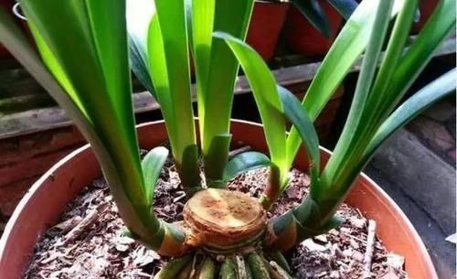 小苗|天暖以后,适合繁殖君子兰,学会3招,90天变成君子兰大户