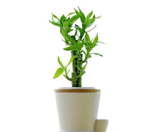 此花象征着大吉大利,能保佑家人步步高升,寓意着节节高升