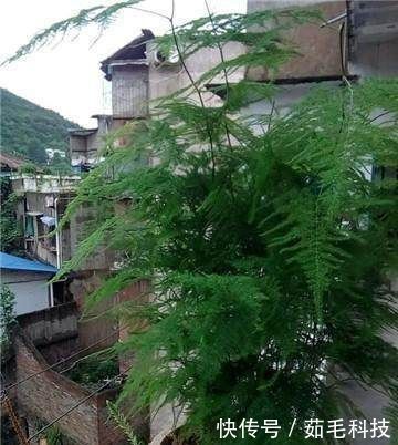 文竹|家里的文竹稀稀拉拉,真难看,用了这1东西,发疯的长,不黄叶