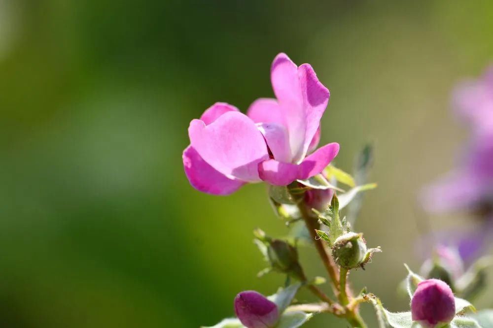 老年|春暖花开!阜城第一波春色来啦~