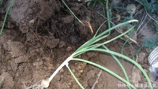 农村野生一物,虽常见很多人却不懂,李时珍:温补,助阳道