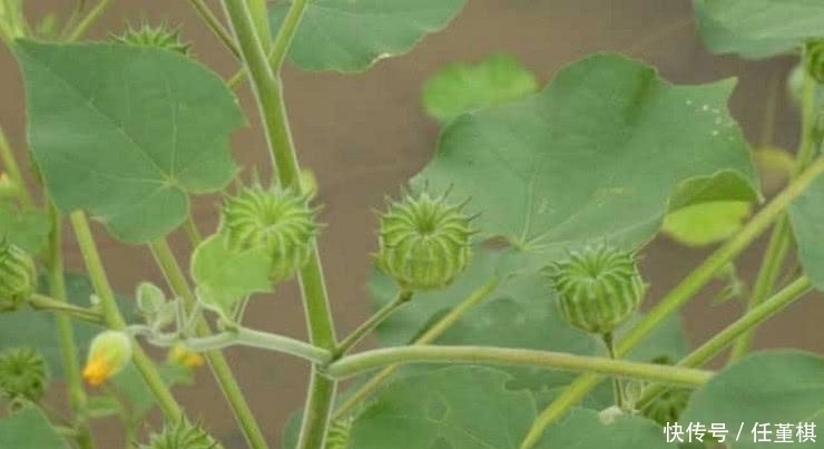 中药|乡下不起眼的“野草”，却是不可多得的中药，城里人高价难求！