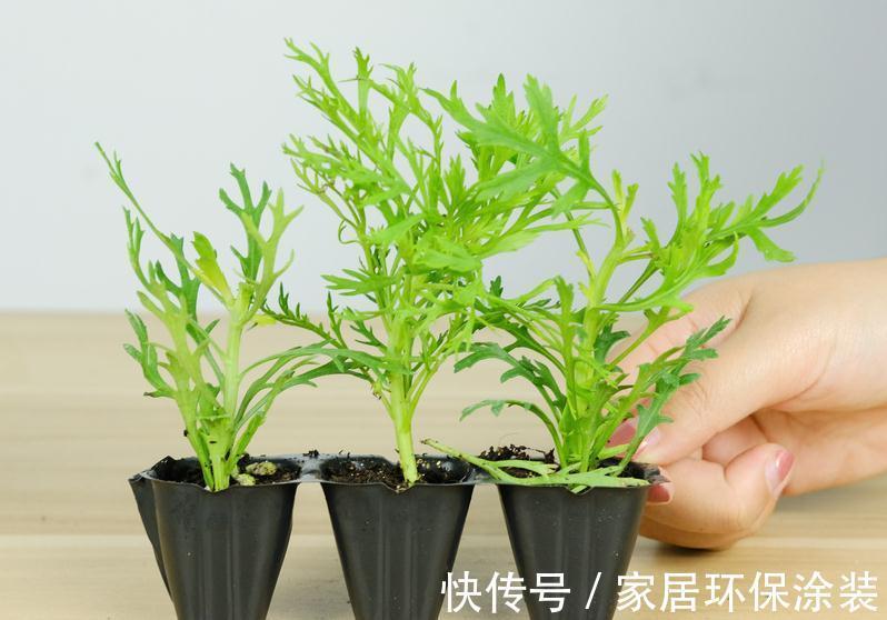 7种花养老桩不好,多扦插、养嫩苗,才能年年开花