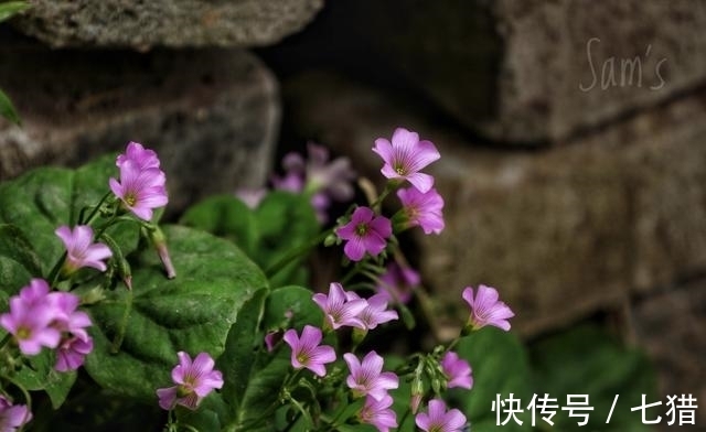 财运|11月，事业蒸蒸日上，财运上升，桃花运爆棚，爱情大丰收