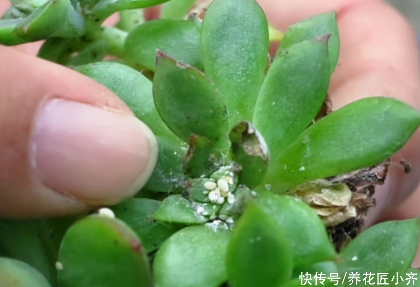 养花的4种虫害，打药都很难清除，如果遇到，用这些方法试试