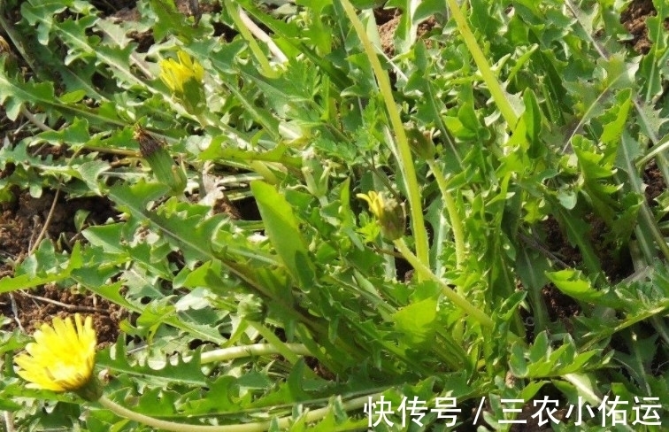 野菜|农村荒野这种比婆婆丁甜的野草，城里人大多不认识，有谁知道名字