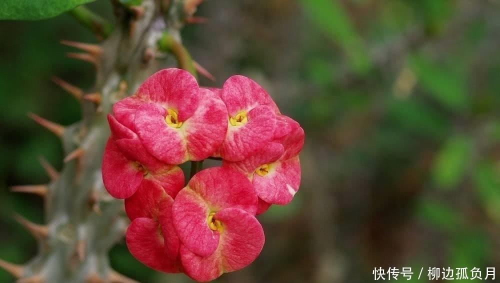 带有毒汁的三种花,提醒家人不可以养,不能忽略