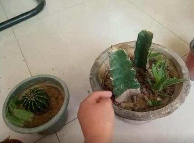 蟹爪兰|蟹爪兰与2种植物“天生一对”,嫁接6层塔,一次开花200朵