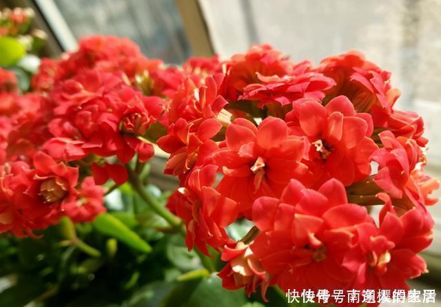 冬天养花选“长寿”,这10个品种“好养”,一个赛一个的漂亮