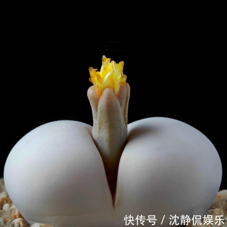 品种|9种比较稀有的多肉品种，追女朋友神器，让女神爱上多肉爱上你