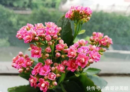 一个月|特别耐旱的5种花，一个月不浇水，照样能生长，呼呼长满盆