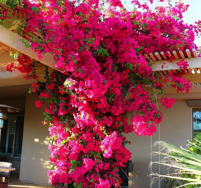 天生“怕水”的15种花，养不好都是因为“太勤了”，别忽视