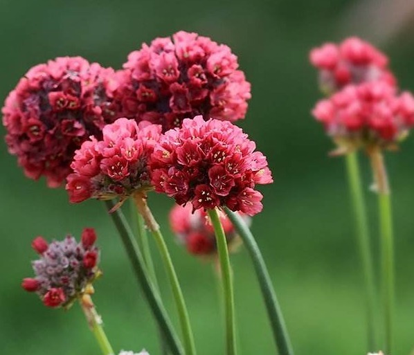 此花花色艳丽,小巧而玲珑的花瓣繁茂紧簇,代表着团结与和睦