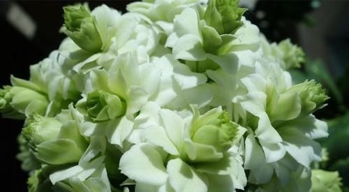 神器|最罕见的花卉,花色新奇,好养易活,是一款爆盆神器,值得拥有