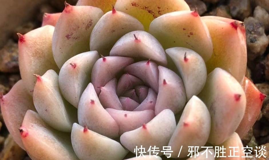 多肉翻盆后需要浇水吗?当然需要,否则湿度不够它们无法顺利服盆