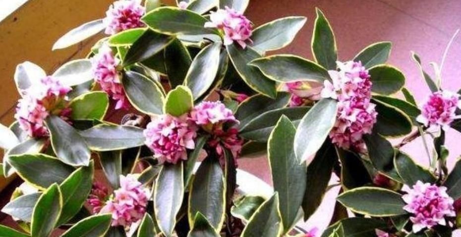 最受欢迎的4种花,花朵硕大、优美高贵,养在家里上档次!