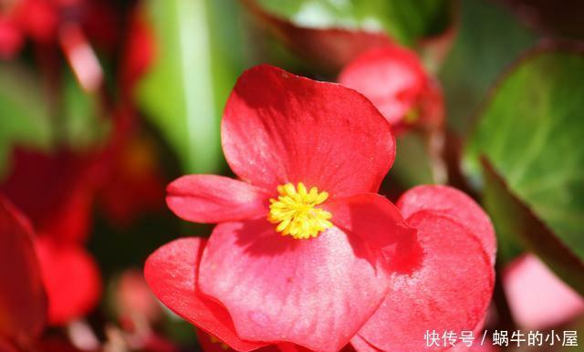 这几种花很漂亮,常年四季都开花,适合大部分人栽种