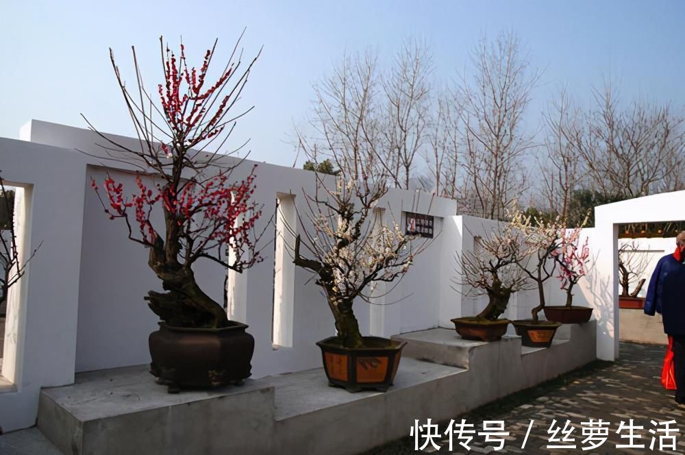 价值|苏派盆景极具名气,这6种盆景做法精妙、极具自然之感,价值高