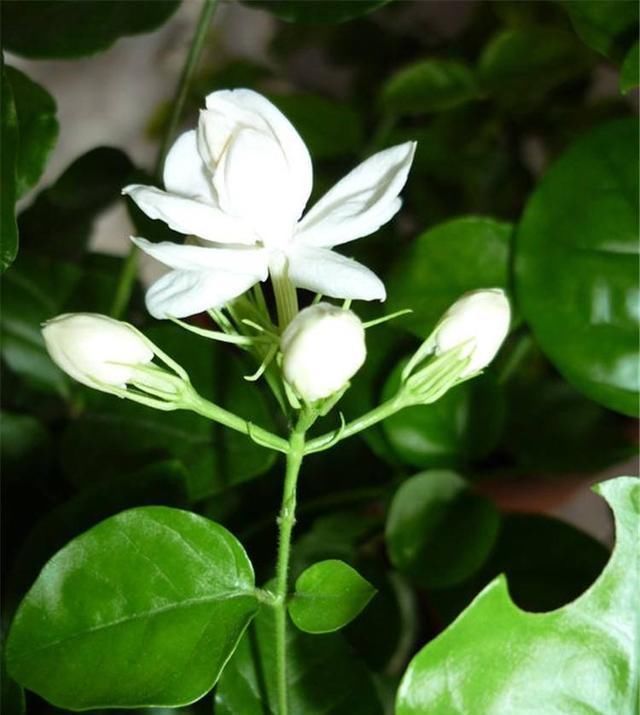 夏至|茉莉花这样养,新枝多花蕾多香味浓,自夏至秋开花不断