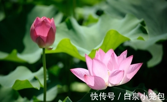 狗屎运|未来15天，喜鹊门前报喜，4属相桃花朵朵，生活幸福甜蜜