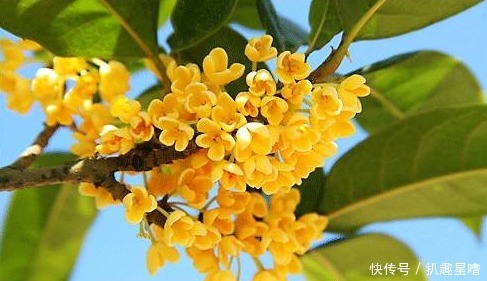 一般老百姓家自己种植的桂花树,他到底几年可以开花呢?