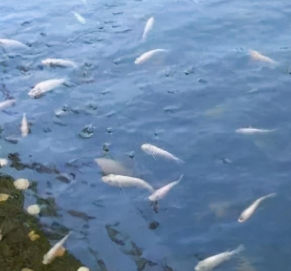 水域|钓大鱼,如何避免小鱼闹窝?五招解决,所有水域通用