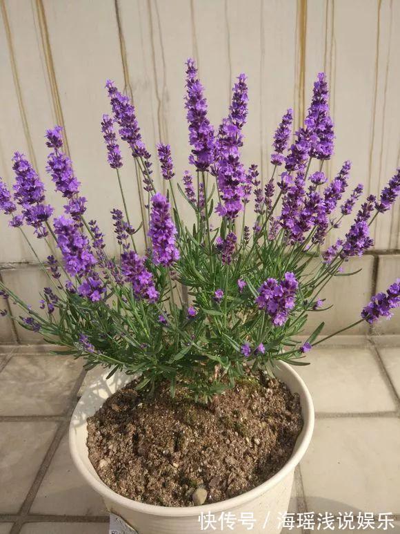 邻居的院子夏日几乎没“蚊虫”,原来是因为养了3种花,我也要养