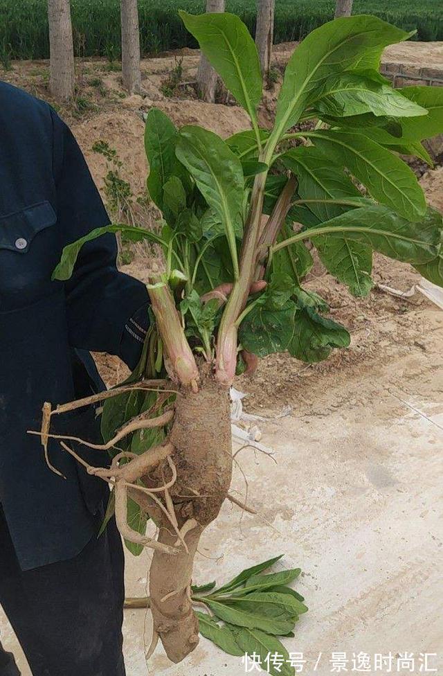 乌头|门口的果子像“龙葵”,赶紧要拔掉、千万别吃,会中毒