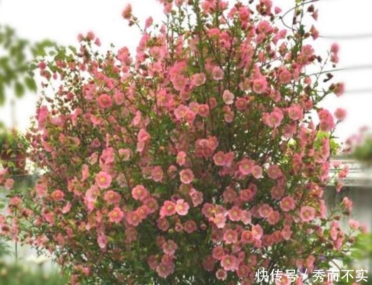 对待新手超友好的花卉,妖艳妖娆,层层交叠,烂漫迷人眼