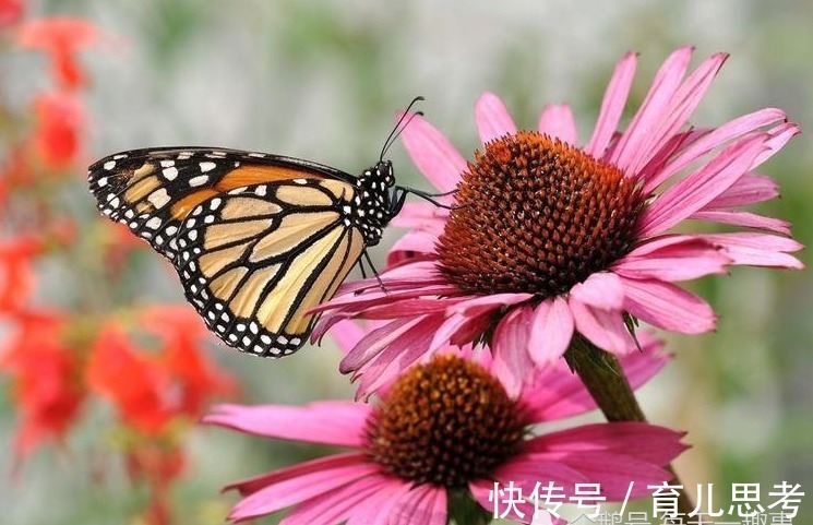 婆婆|“把婆婆当亲妈”的3大生肖女,家庭很和睦,丈夫很幸福