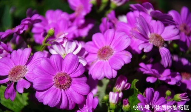 冬天花草别乱买，投资这几种，花期长，还很好养！